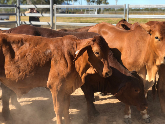 Tracker eartag takes livestock monitoring to new heights